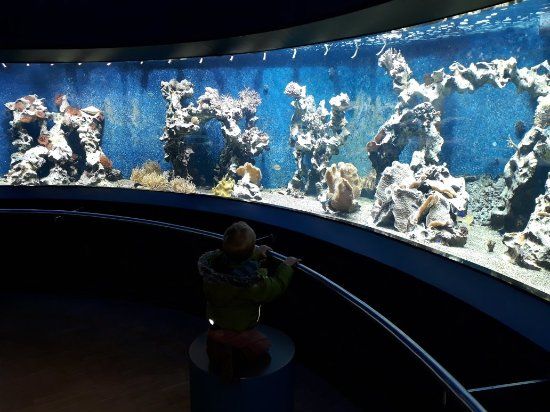 Musée Aquazoo-Löbbecke